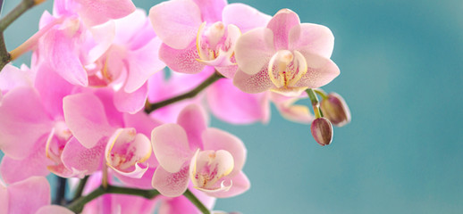 Obraz na płótnie Canvas Orchidee, Orchideenblüten