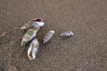 Caracoles de mar