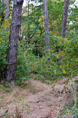 Typical landscape in the forests of Transylvania, Romania. Green landscape in the midsummer, in a sunny day