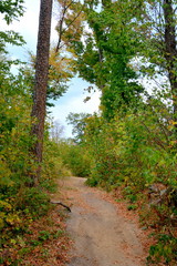 Typical landscape in the forests of Transylvania, Romania. Green landscape in the midsummer, in a sunny day