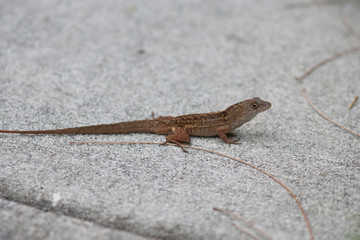 lizard