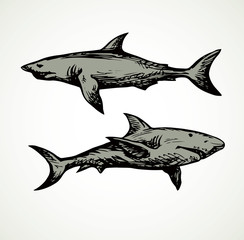 Shark. Vector drawing