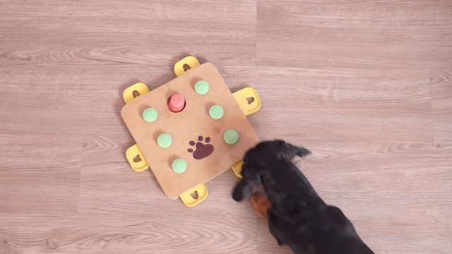 top view smart dachshund dog, black and tan, playing sniffing puzzle game. Solves the riddle and takes out snack. intellectual and nosework training