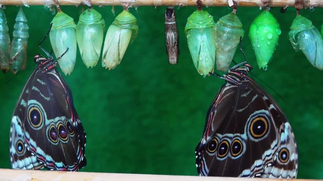 Rows of green butterfly cocoons and hatched butterflies