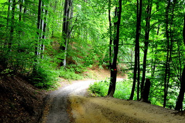 Forest Codlea. Typical landscape in Transylvania, Romania. Green landscape in the midsummer, in a sunny day