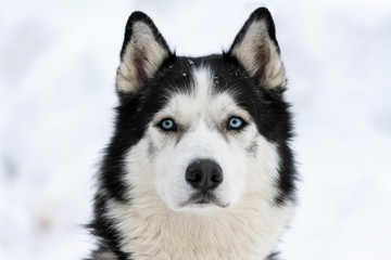 Husky dog portrait, winter snowy background. Funny pet on walking before sled dog training. © TRAVELARIUM