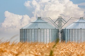 Silos in a corn field on a beautiful day © Cristi