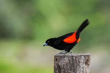 Passerini's Tanager Bird