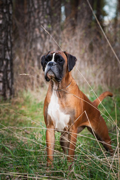 German boxer red dog on a walk