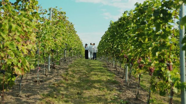 At gorgeous harvest vineyard group of welathy friends walking through grape vines tasting wine and fruits during summertime holiday.
