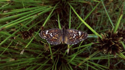 the kind rest of a fleeting butterfly