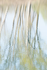 Fototapeta premium trees reflection