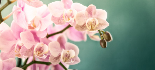 Orchidee, Orchideenblüten