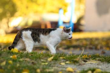 Cat hunts on a golden autumn day