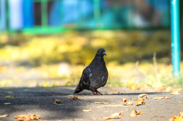 Autumn dove on a bright yellow background