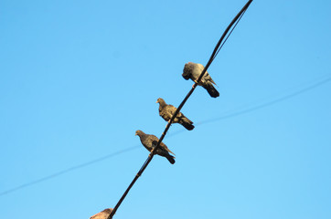 Several pigeons sit on a wire against a clear clear sky