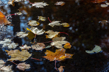 autumn maple fallen leaves lie in a  dark water. fall backdrop