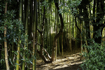 Bamboo jungle trunks
