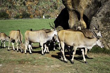 Antilope saber nature