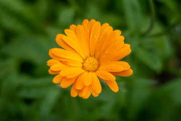 Orange daisy with blurred green leaves in background. Calendula..