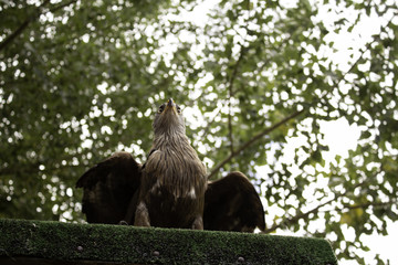 Wild Royal Eagle