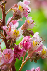 Obraz premium flower