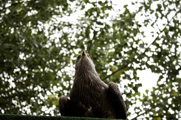 Wild Royal Eagle