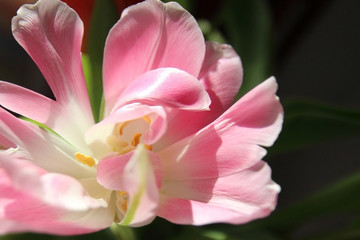 Pink tulip closeup. Blossom..