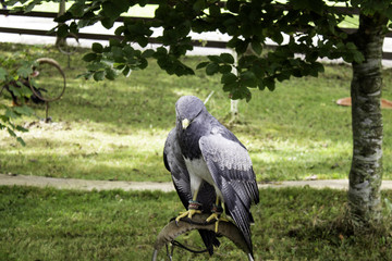 Wild Royal Eagle