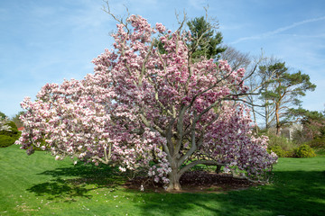 Magnolias