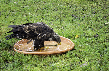 Wild Royal Eagle