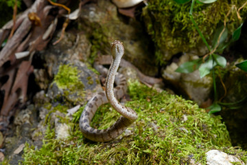 Europäische Katzennatter (Telescopus fallax) - European cat snake