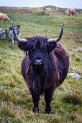 A highland cow in a field on the Hebridean island of North Uist, looking at the camera