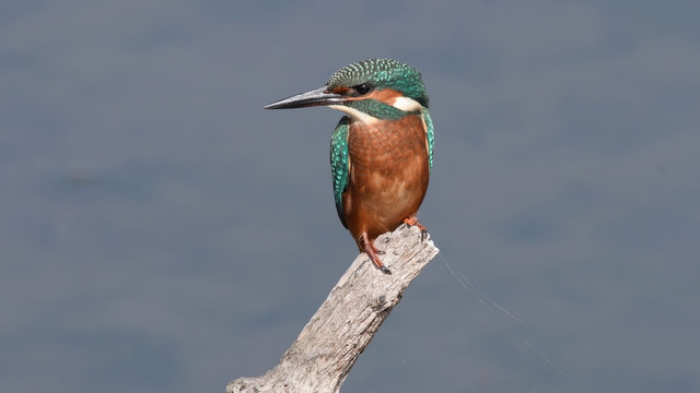 Eisvogel