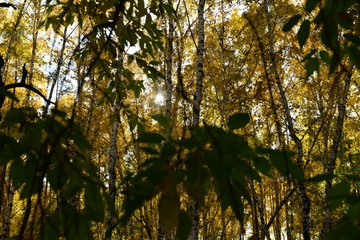 autumn in the forest