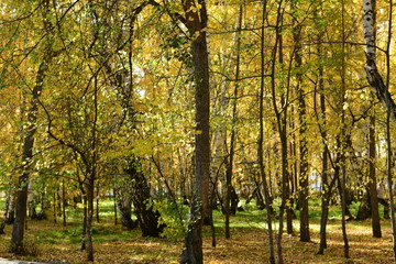 Naklejka premium autumn in the park