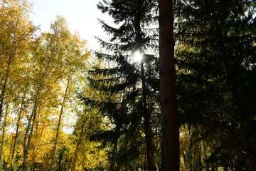 Fototapeta premium trees in the forest