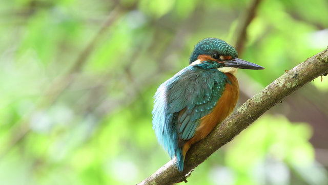 Eisvogel