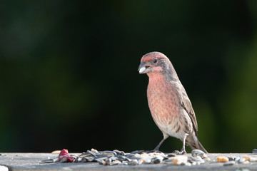 House finch feeding on a mixture of different kinds of bird seed spread on a weathered redwood rail.  Dark green foliage forms the background.