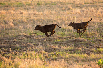 Calves on the ranch