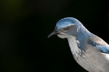Close up head and torso of a Western Scrub Jay.  Jet black background.