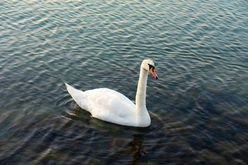 The mute swan (Cygnus olor) is a species of swan and a member of the waterfowl family Anatidae. White swan in the blue lake.