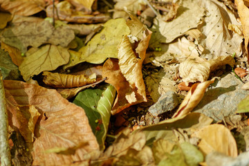 Brown and green color dry trumpet creeper vine leaves spread on to ground on autumn season at Belgrad Forest in Turkey.