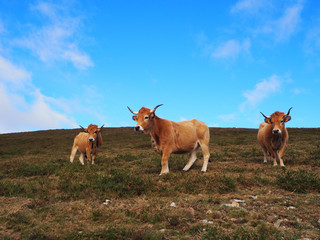 Bovine cattle. Three cows grazing