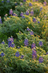 Obraz premium Bluebonnets the Texas State Flower