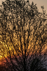 tree in the sunset