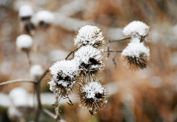 A twig with dried bures covered with snow