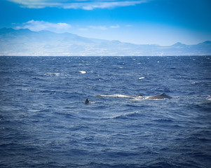 Obraz premium Whalewatching with sperm whales