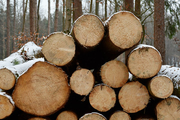 A stack with sawn tree trunks of tree (cross-cutting), powdered with snow