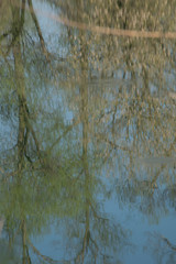 tree reflections